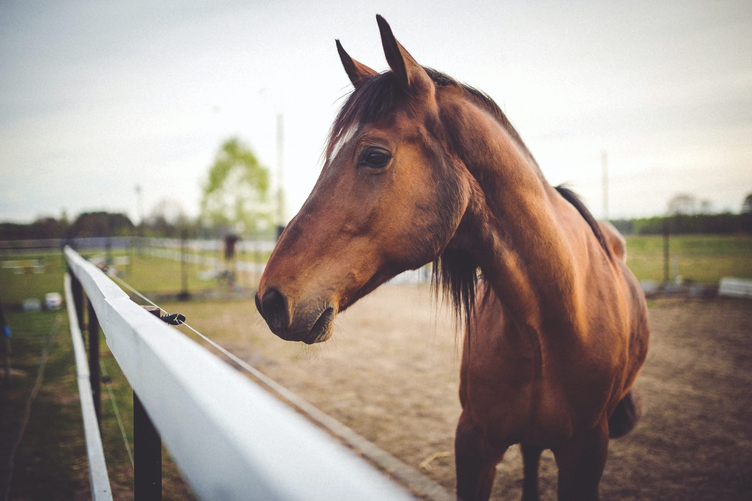  Equine Arthroscopy – Application for Tuition Assistance – 2026