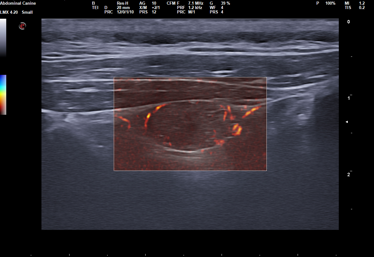  Basic & Point-of-Care Ultrasound: Abdomen, Thorax and Cardiac! – August 6-7, 2026 – Waitlist