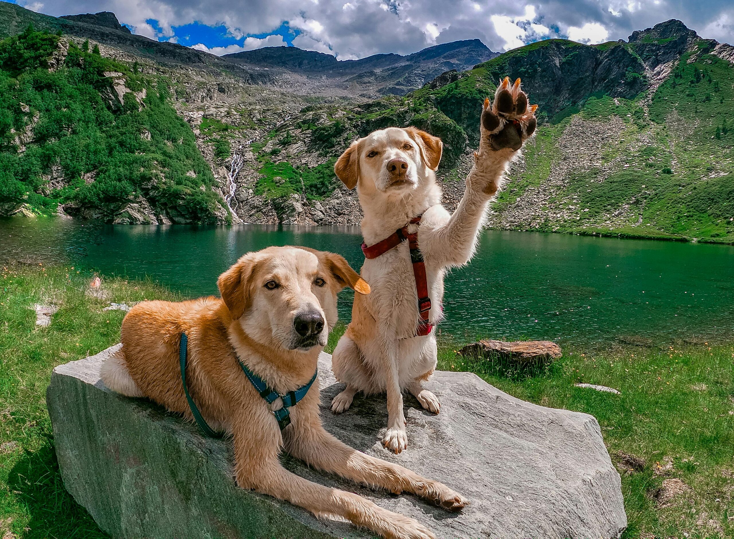  Small Animal Thoracoscopy for Specialists – August 24-25, 2026 – Resis – Waitlist