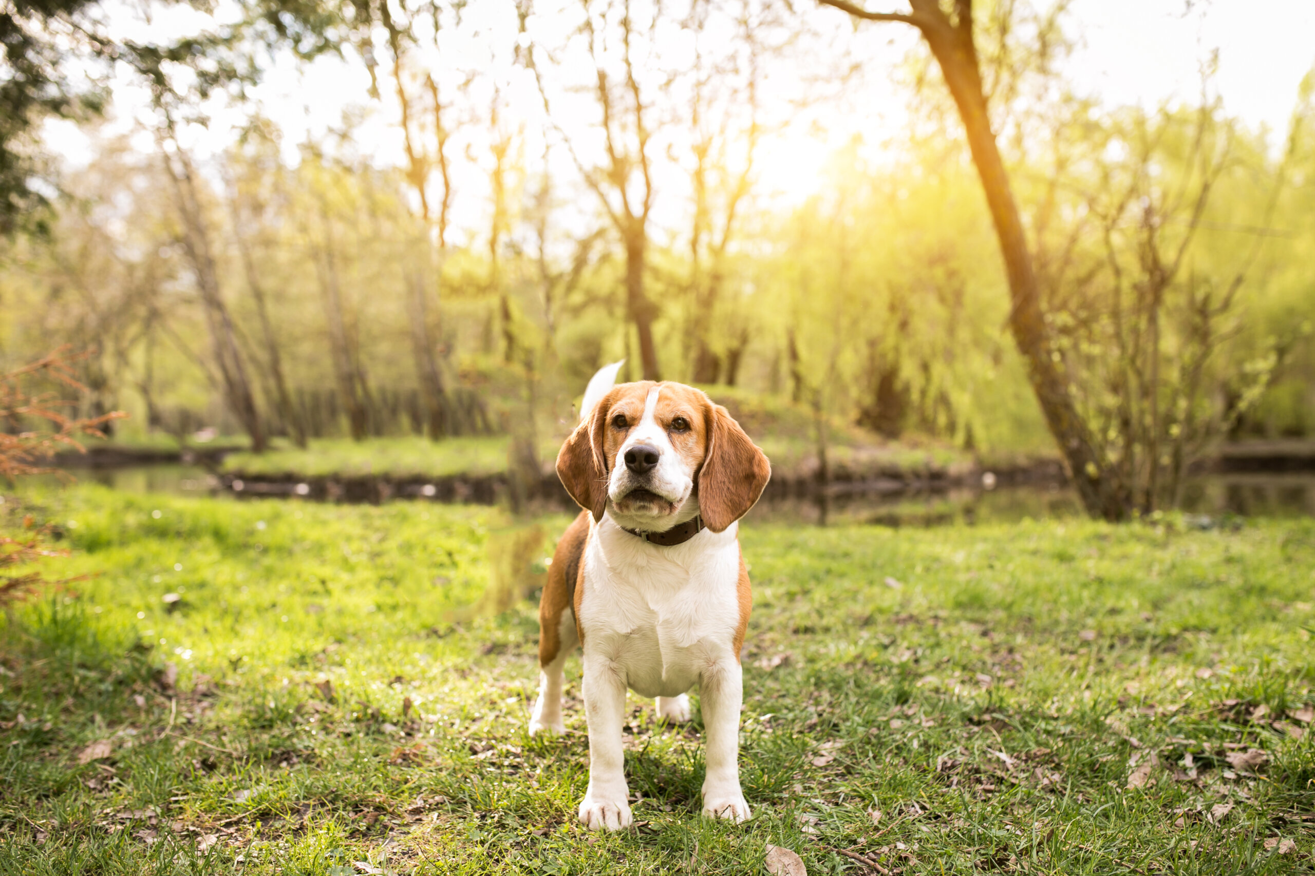 Endoscopic GI Foreign Body Removal for Primary Care & ER Vets – July 15-16, 2026 – Veterinarians