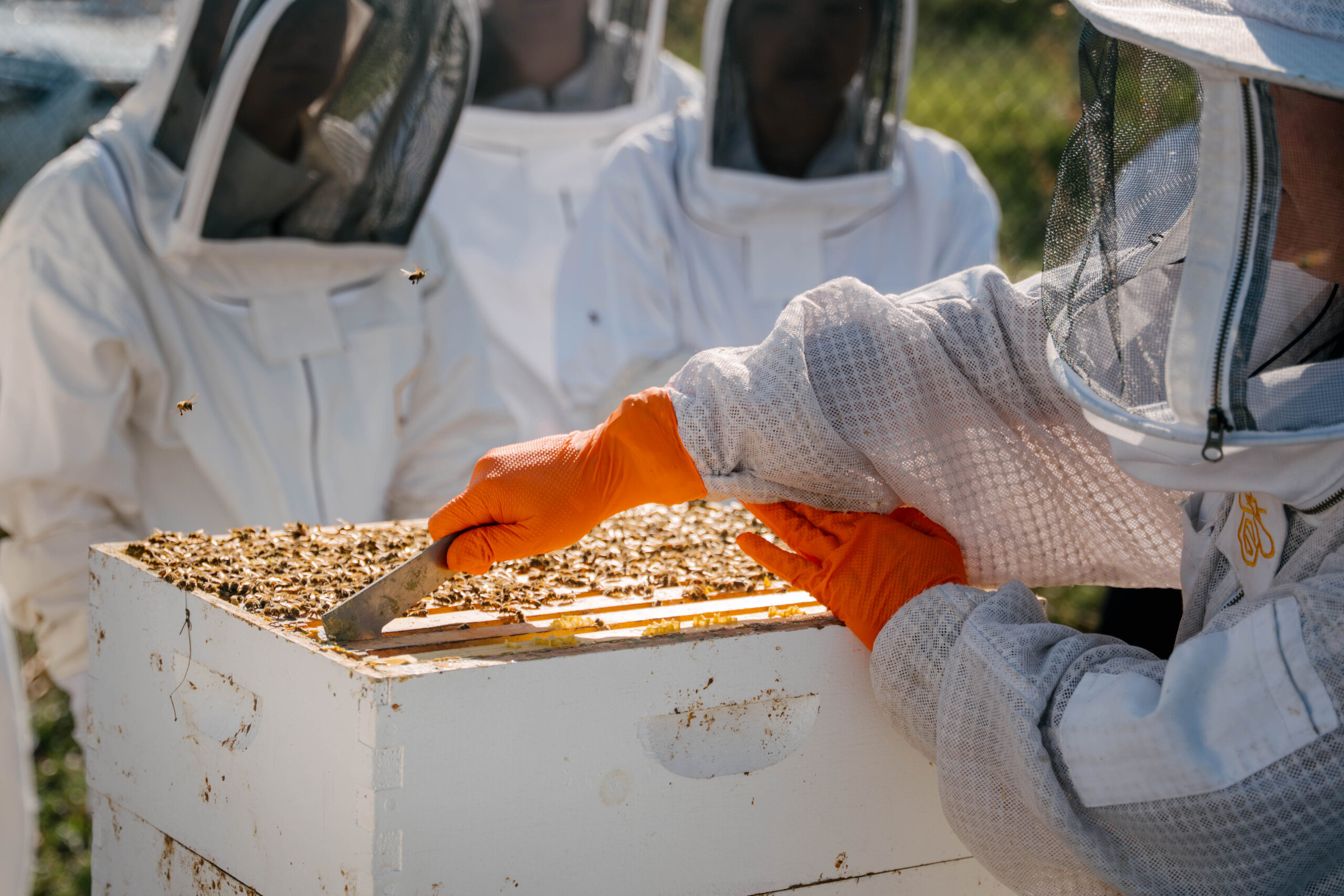  Introduction to Honeybee Veterinary Medicine Online Course